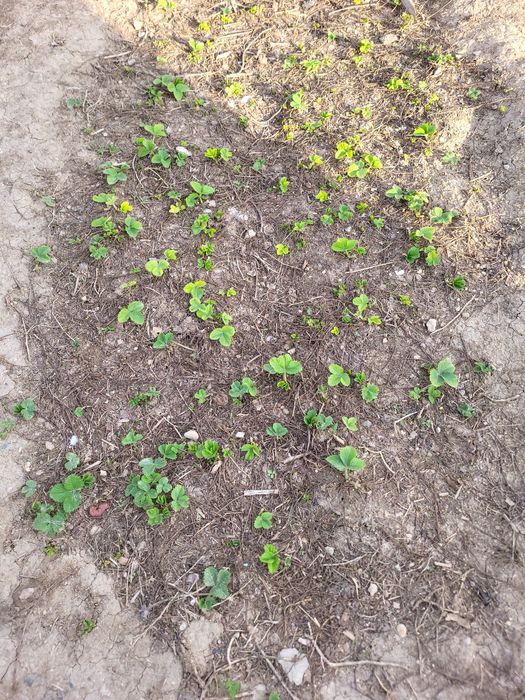 Клубника рассадасы сатылады