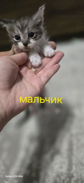 Отдам Котят в добрые руки! Бесплатно