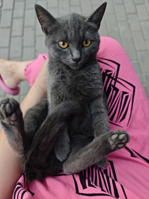 Дымчатый ласковый котенок
