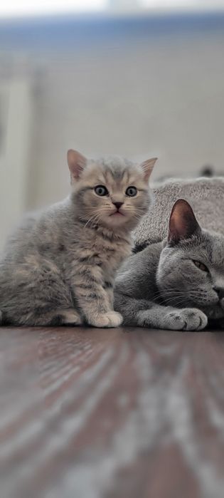 Продается котенок,мальчик шотландец