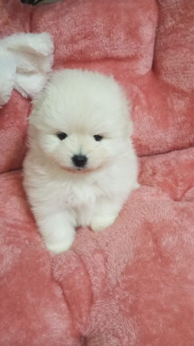 Померанский шриц с родословной