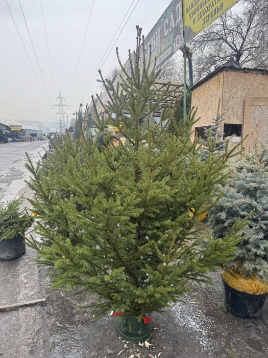 Новогодние елки 10.000