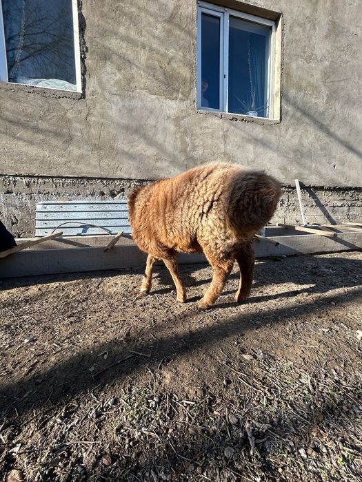 Тоқты  сатылады.