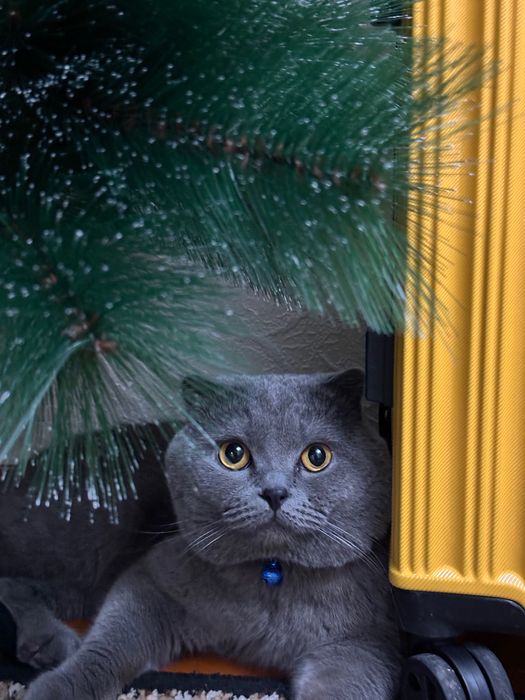 Вязка! Кот скотиш фолд (не продается)