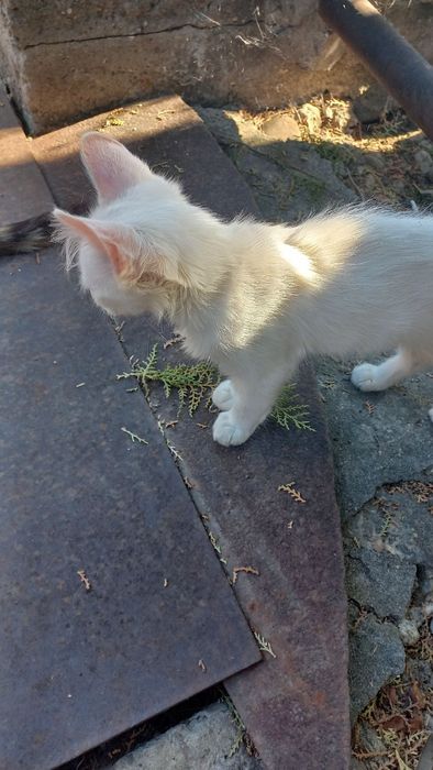 Подарявам котета