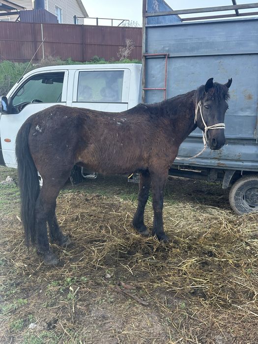 Пішпе мерин пишпе лошадь конь
