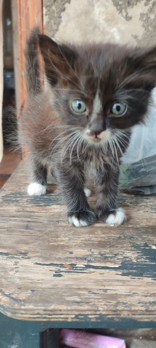 Отдам котят в хорошие ручки