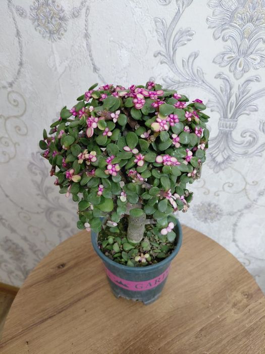 Комнатные растения