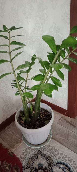 Продам цветы доларовое дерево