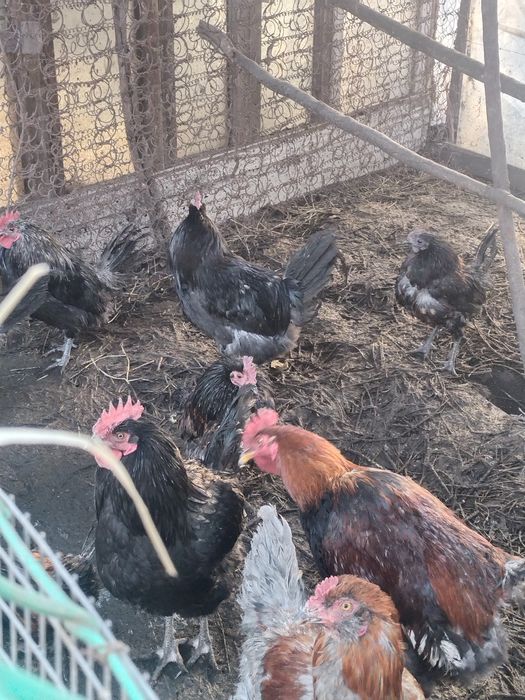 Продам  породистых петухов :