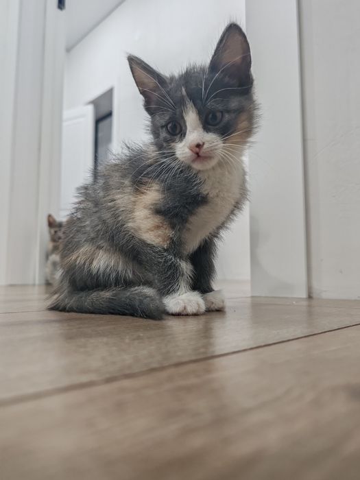 котята даром девочки трех цветные