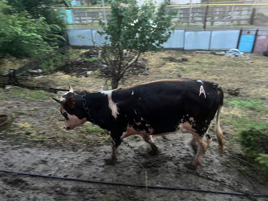 Продам бычков породистых