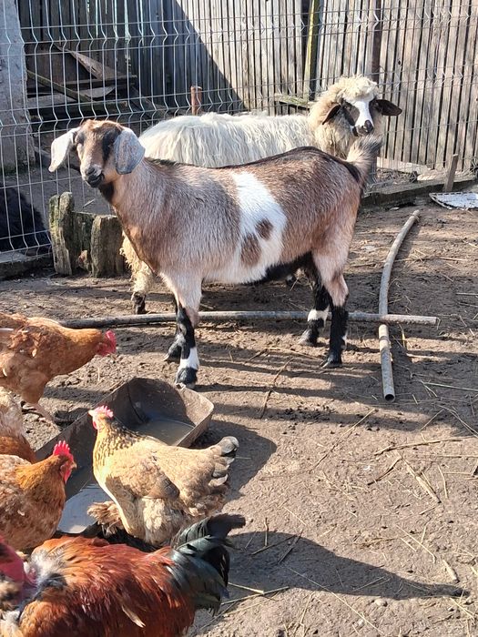 Vand iada si noatina