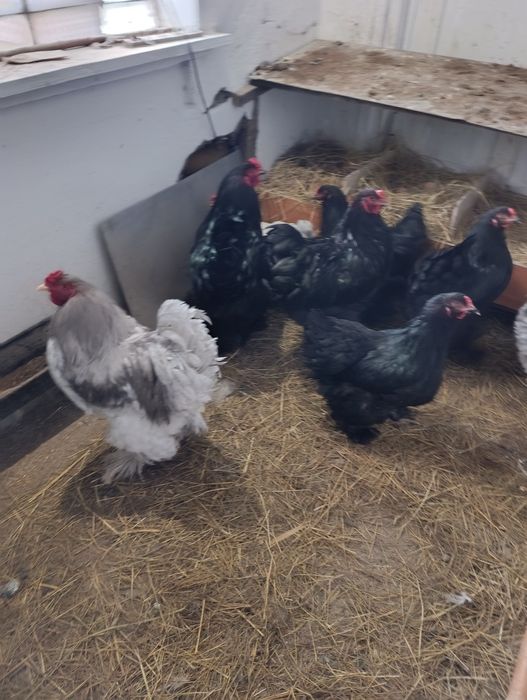 Инкубационные яйца Черной брамы