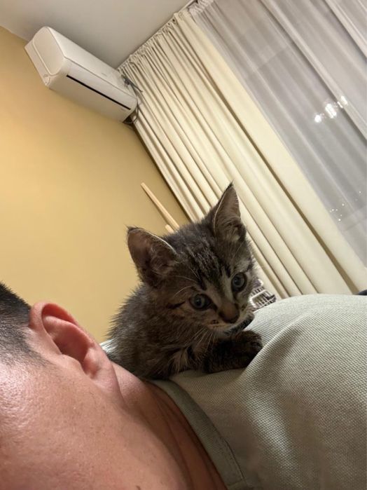 Котенок в поиске дома