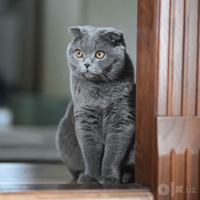 Шотландский Фолд