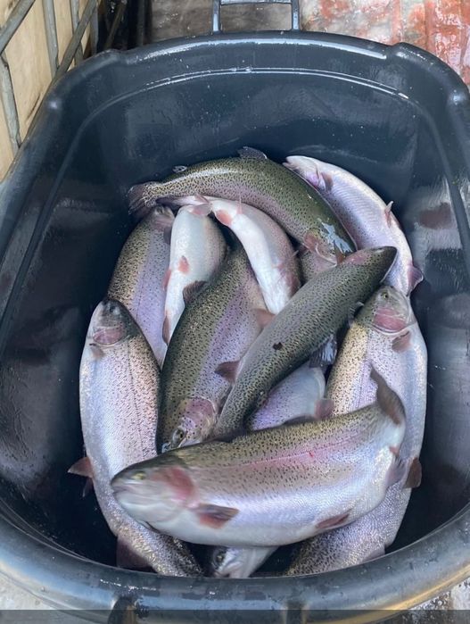 Форель охлаждённая оптом