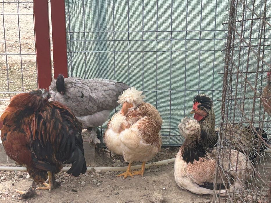 Gaini si cocosi din primavara