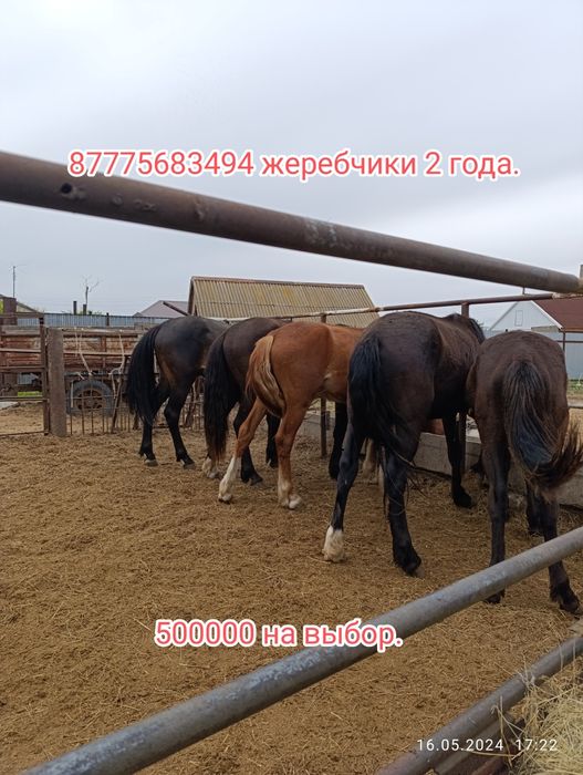 Обмен на КРС., на машину.