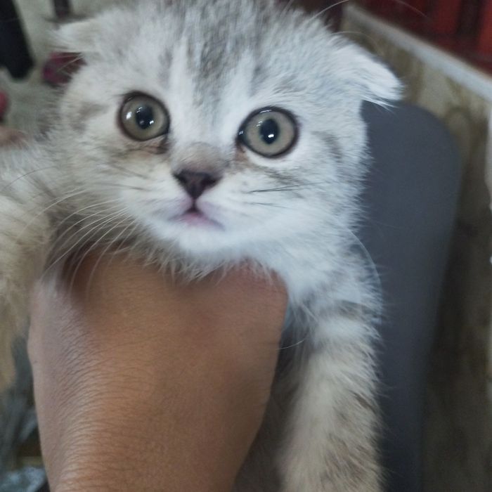 Шотландских харланд