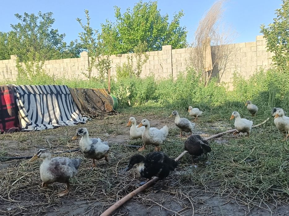 Үйрек балапаны, өскен үйрек болды