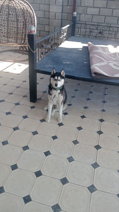 Хаски күшігі пародистый