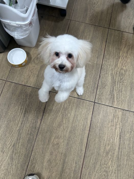 Мальтипу белая девочка