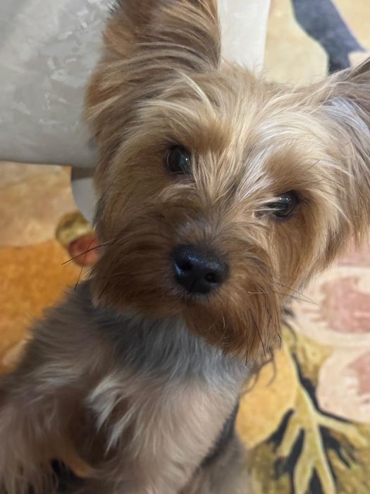 Продам щенков йоркширский терьер