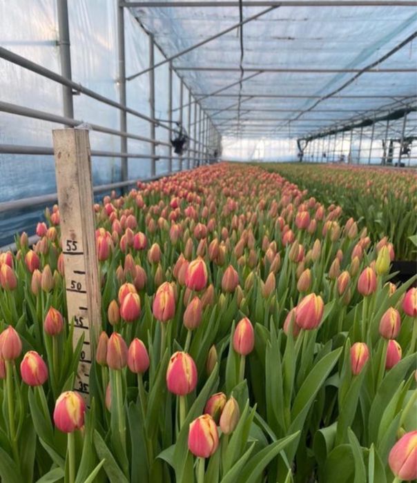 Тюльпан ОПТОМ предзаказ