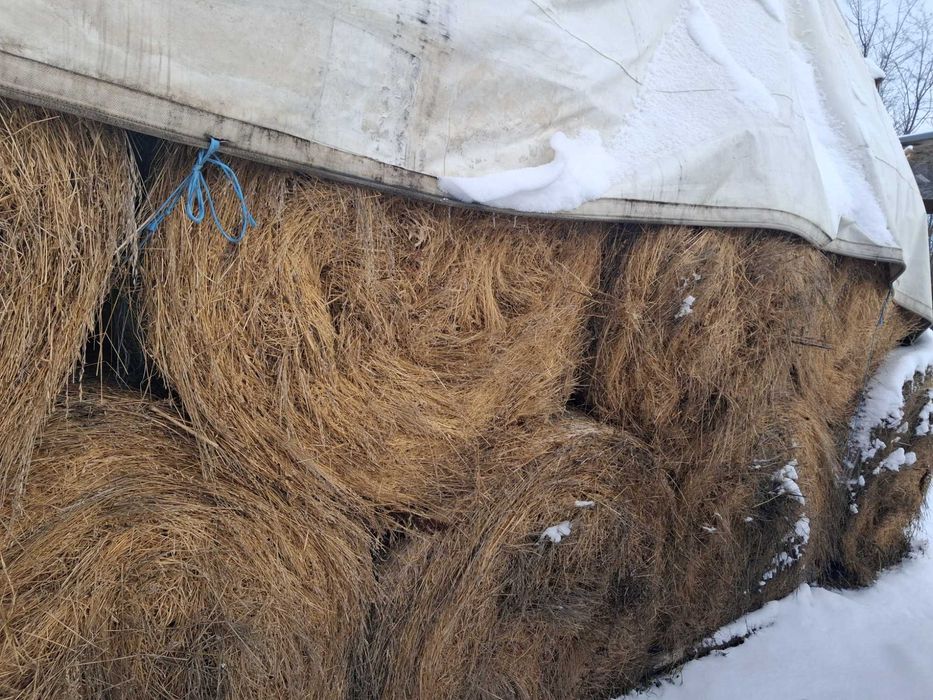 Vând baloți rotunzi de iarbă de izlaz