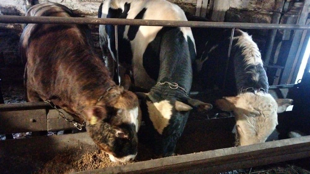 Продам крупно рогатый скот