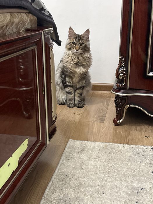 Сотилади мейкун 5 ойдан ошган угил бола тозаси аралашмаган