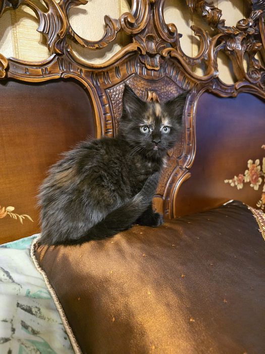 Мейн куун котета