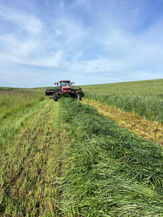 Samanta iarba (lolium) de vanzare,mustar,mazariche,trifoi,lucerna,etc