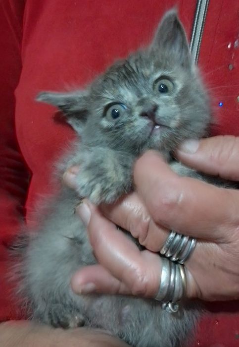 Котёнок, возраст 1 мес., пушистый,