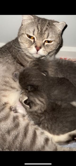 Шотландские кошки 4 детьми