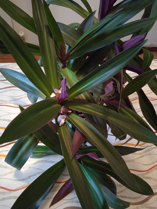 Комнатный Цветок ,, Рео "