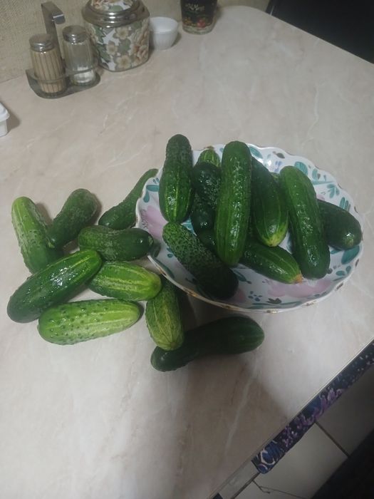 Огурцы свежие, домашние