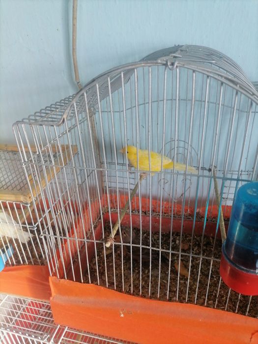 Канарейка сотилади