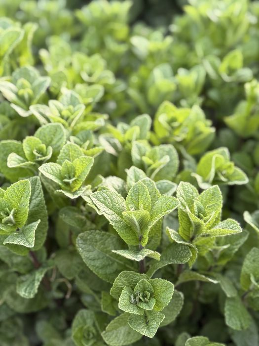 Menta olandeza fresh!