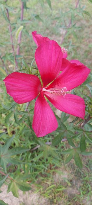 Продам цветы многолетние