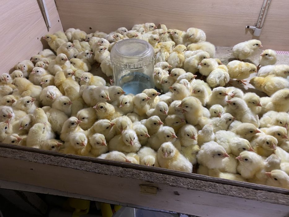Продам 3х суточных Цыплят бройлера