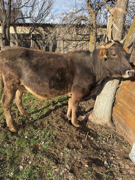 Продам стельных коров.  Скоро отел.