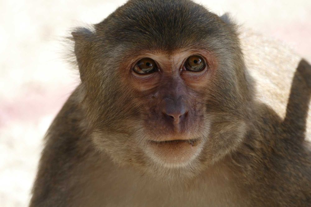 Камера Panasonic DMC-FZ1000