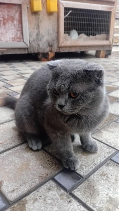 Британский фолдд