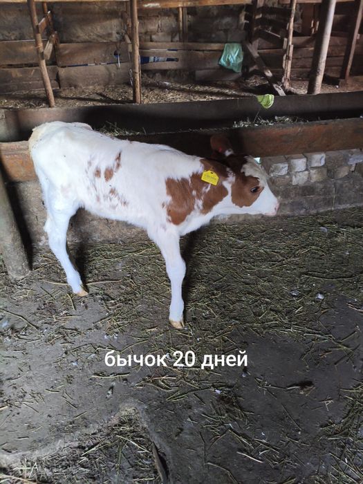 Продам бычков симментальской породы
