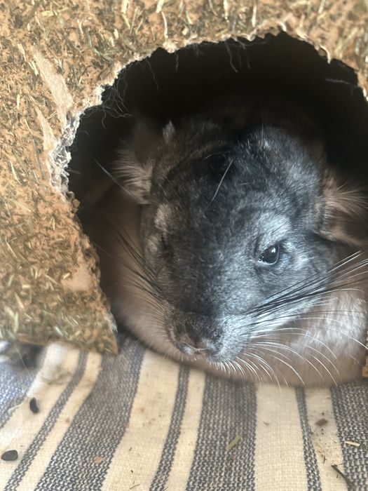 Chincile sinsile varsta 7 luni