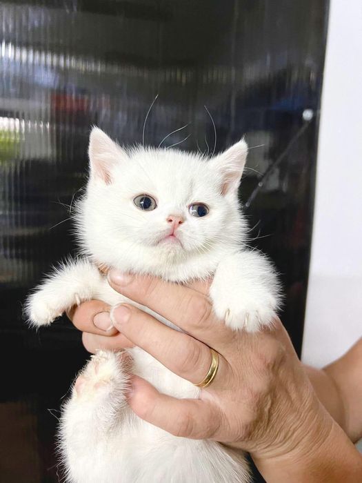Pisica british shorthair alba