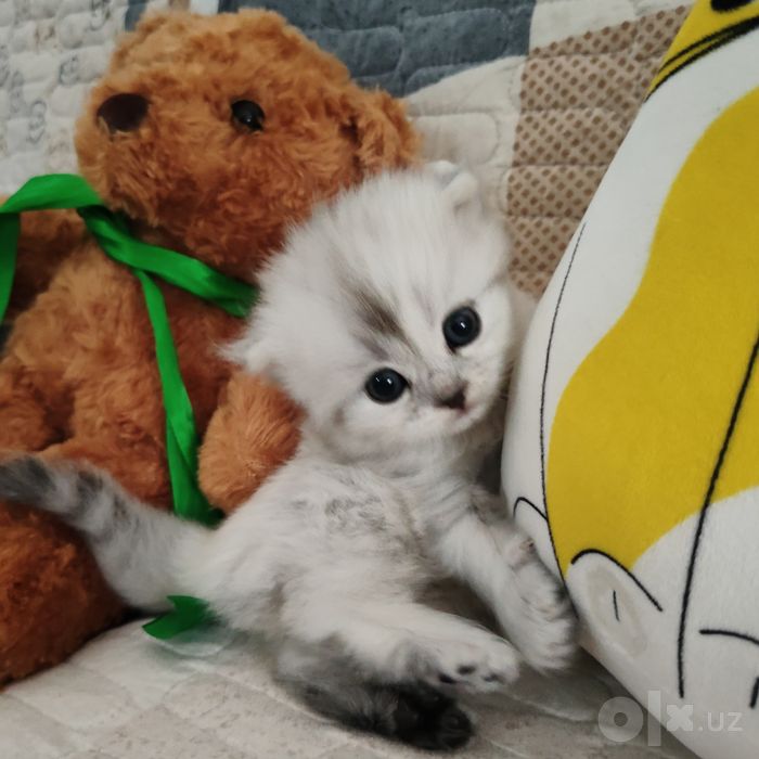Котята вислоухий продаются кошки мущук