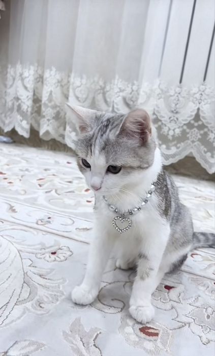 Продается кошка “Скоттиш страйт”